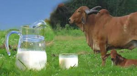 Desi Cow Milk