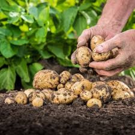 Potato